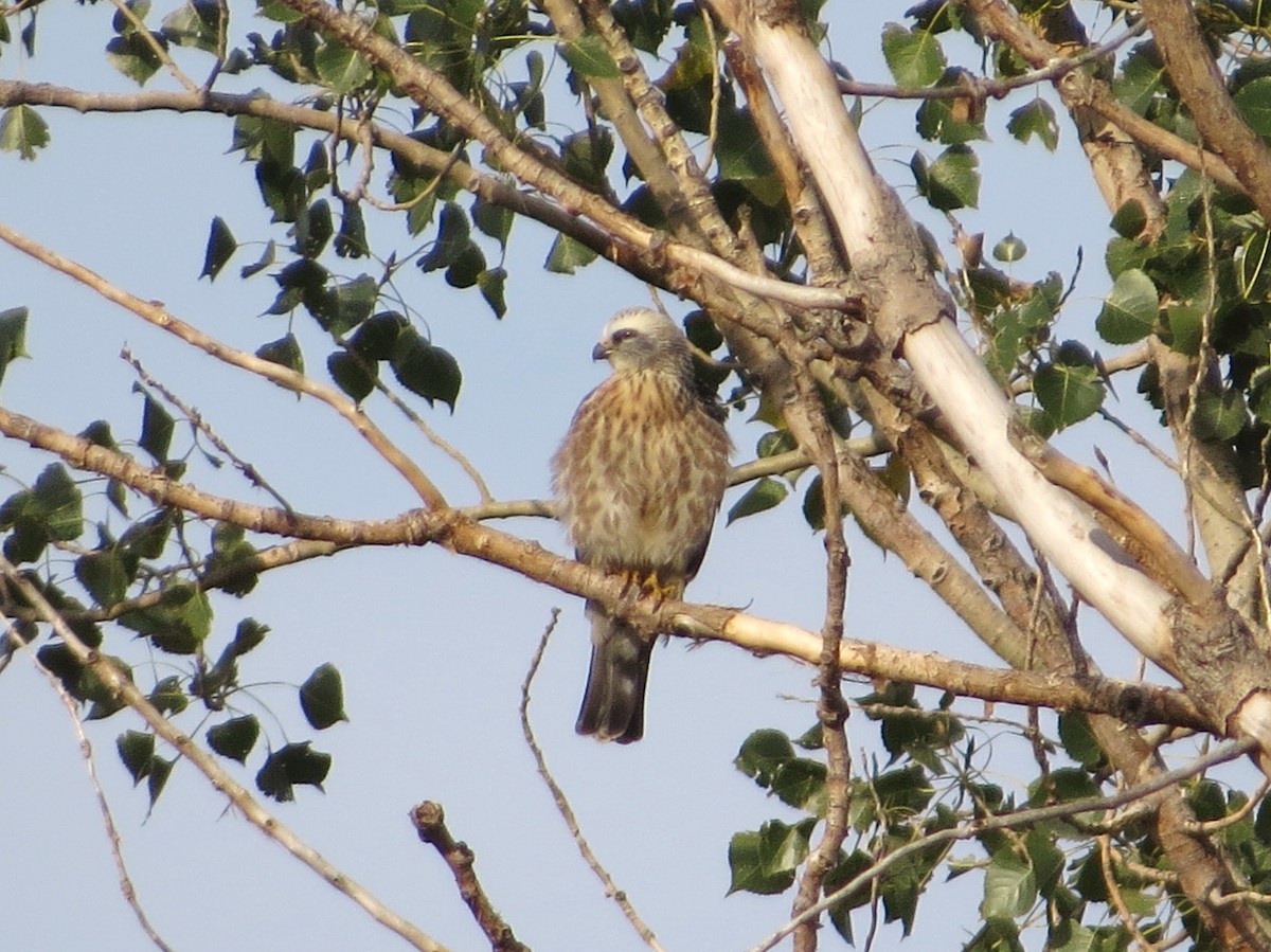 Mississippi Kite - Chris Anderson