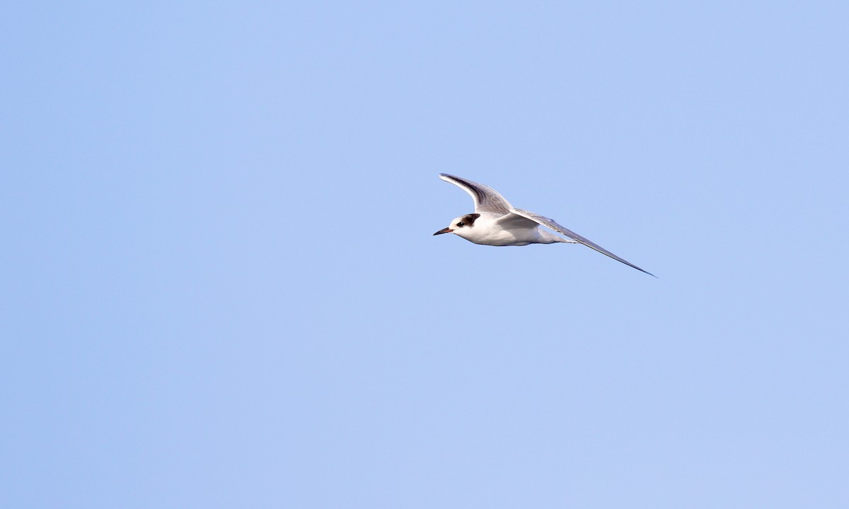 Common Tern - ML624038190