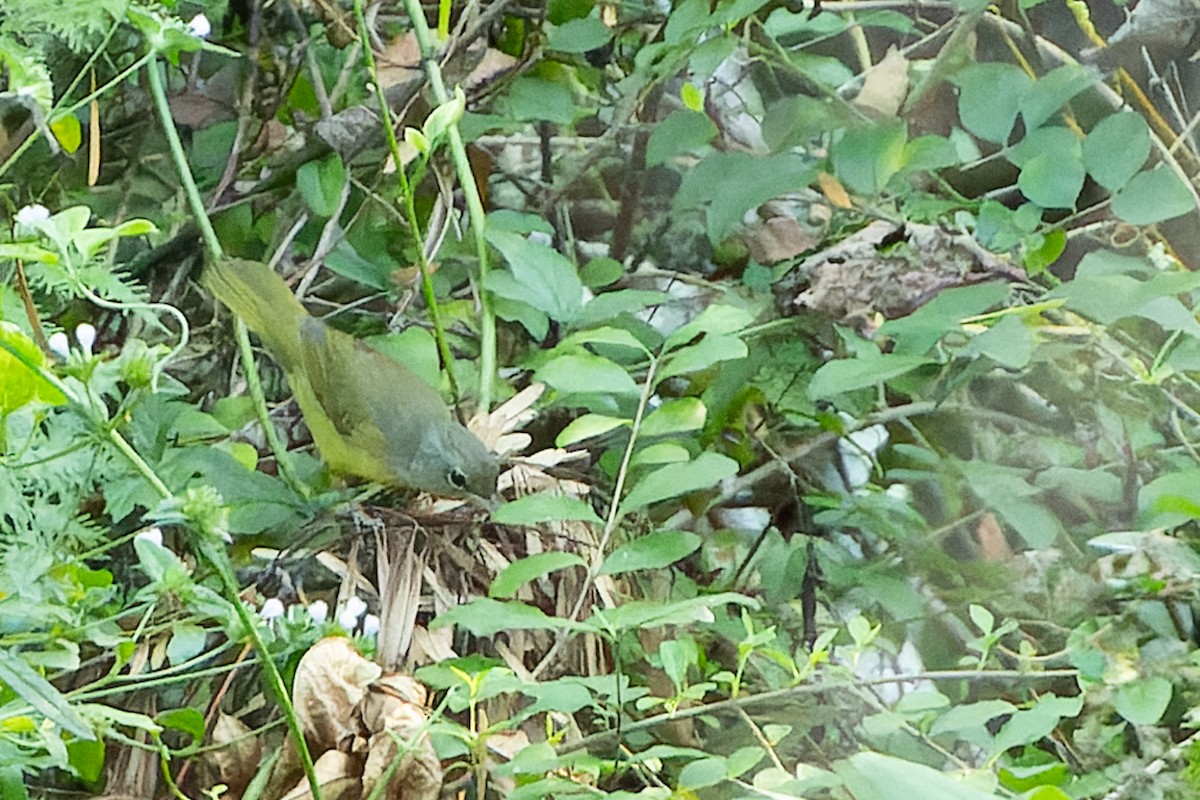 Mourning Warbler - ML624038203