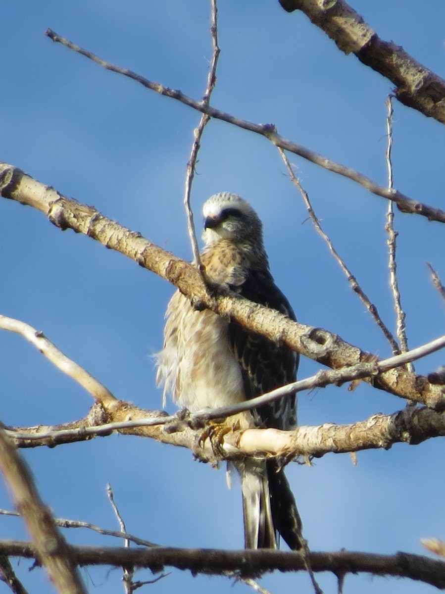 Mississippi Kite - Chris Anderson