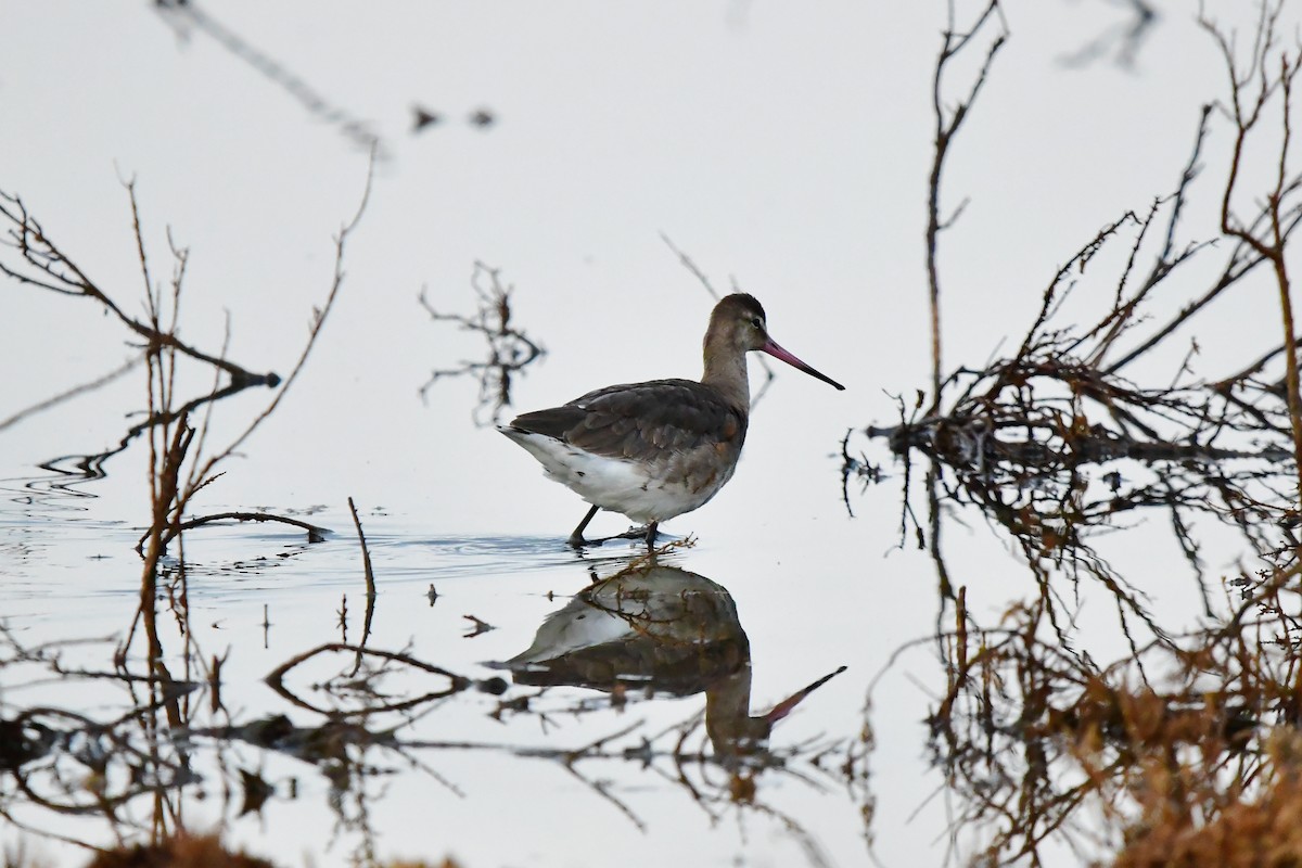 Black-tailed Godwit - ML624038228