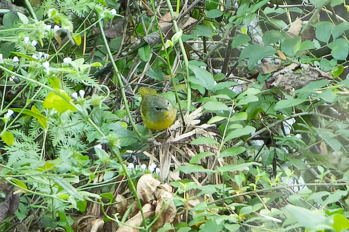 Mourning Warbler - ML624038229