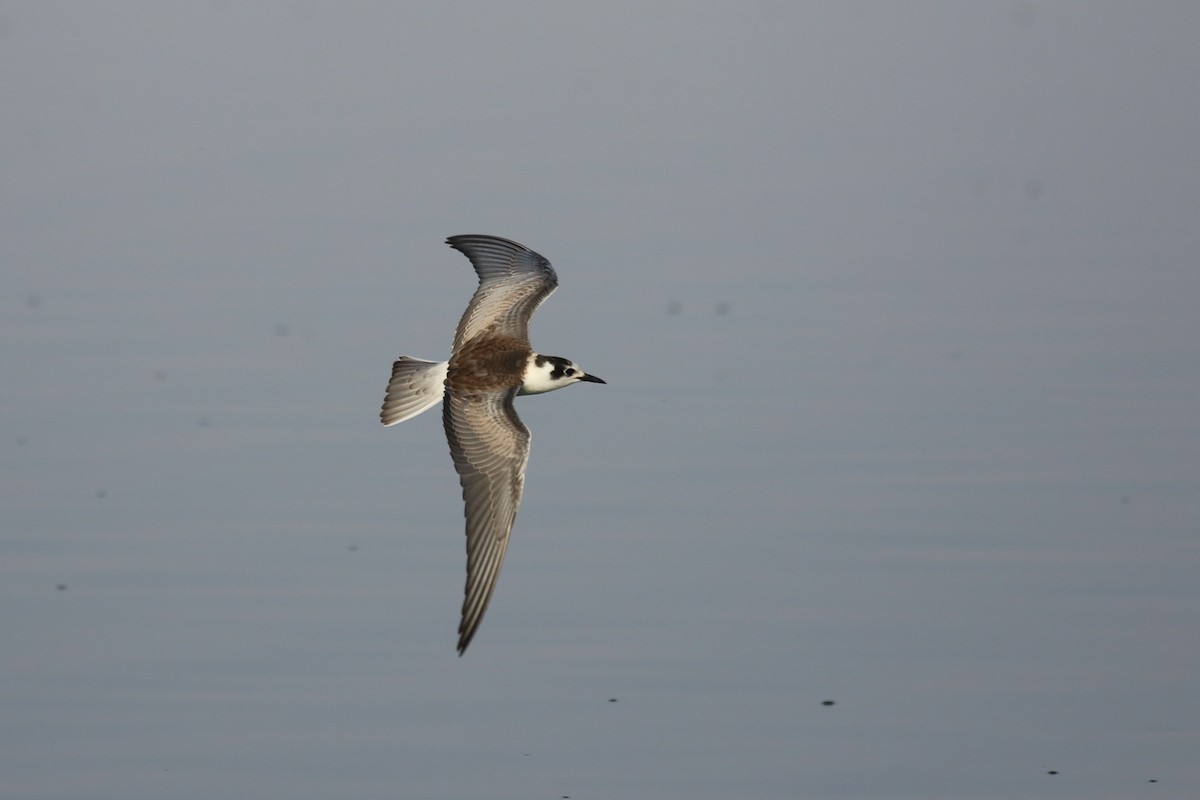 White-winged Tern - ML624038264