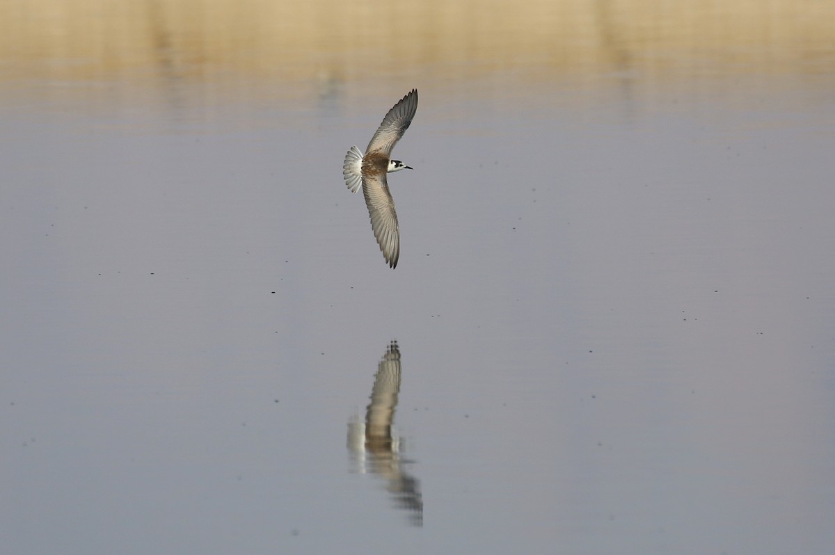 White-winged Tern - ML624038267