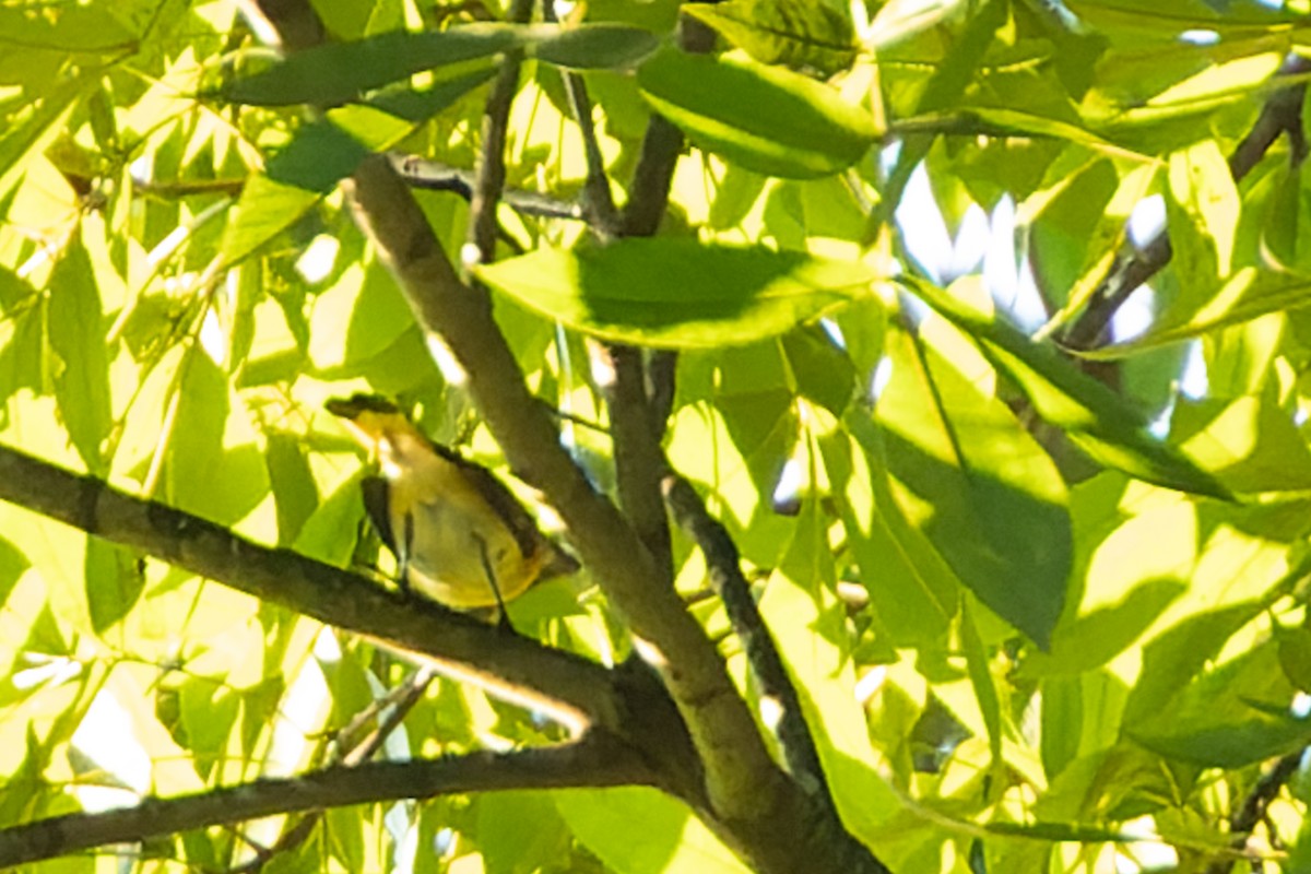 American Redstart - ML624038275