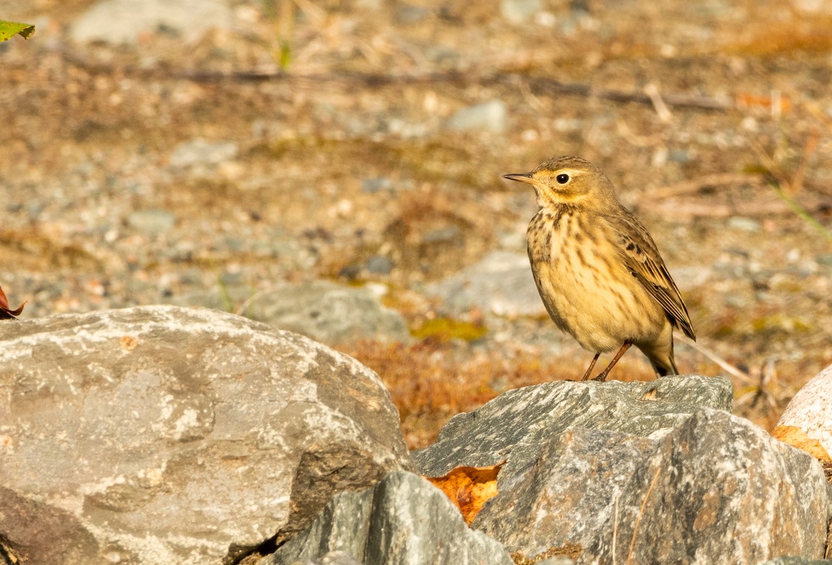 American Pipit - ML624038287