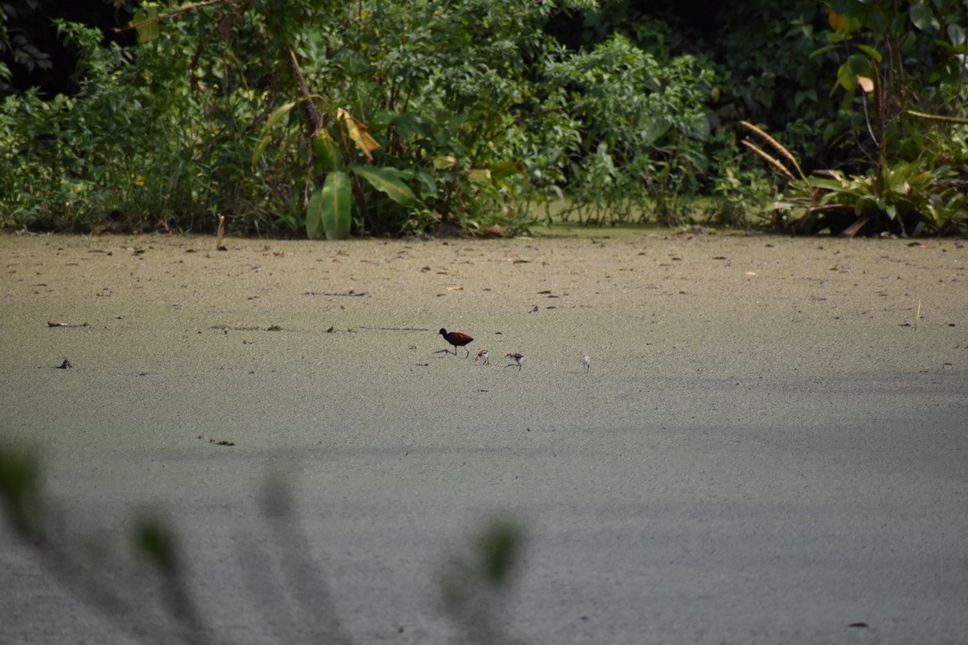 Northern Jacana - ML624038288