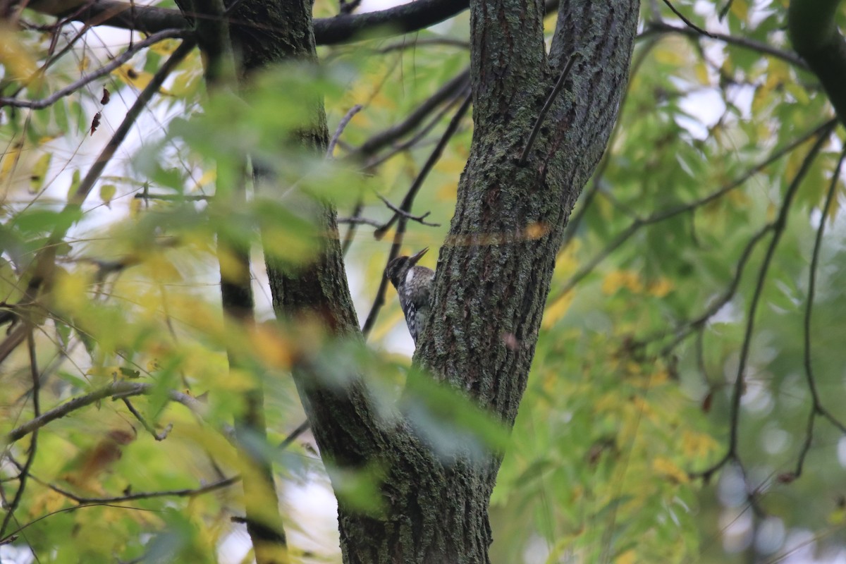 Yellow-bellied Sapsucker - ML624038297