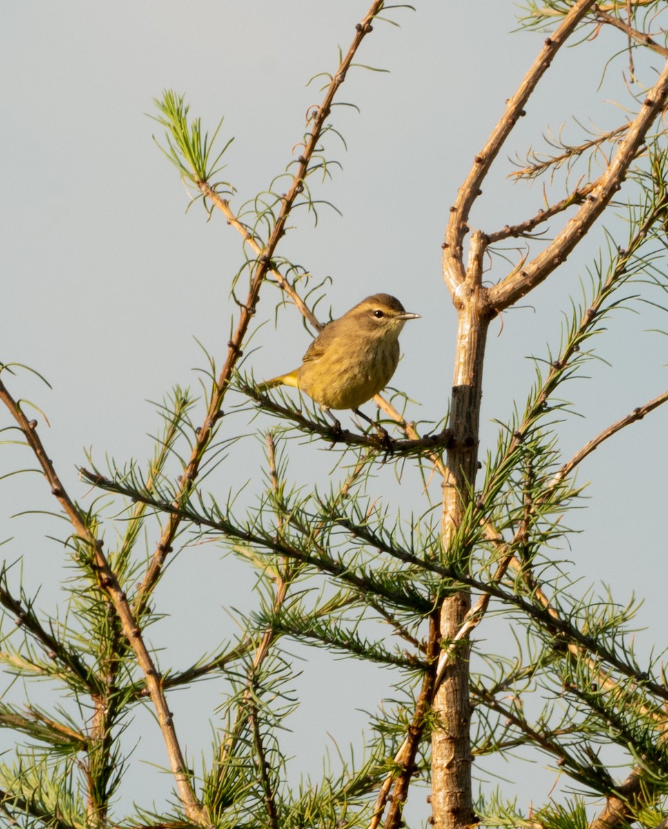 Palm Warbler - ML624038299