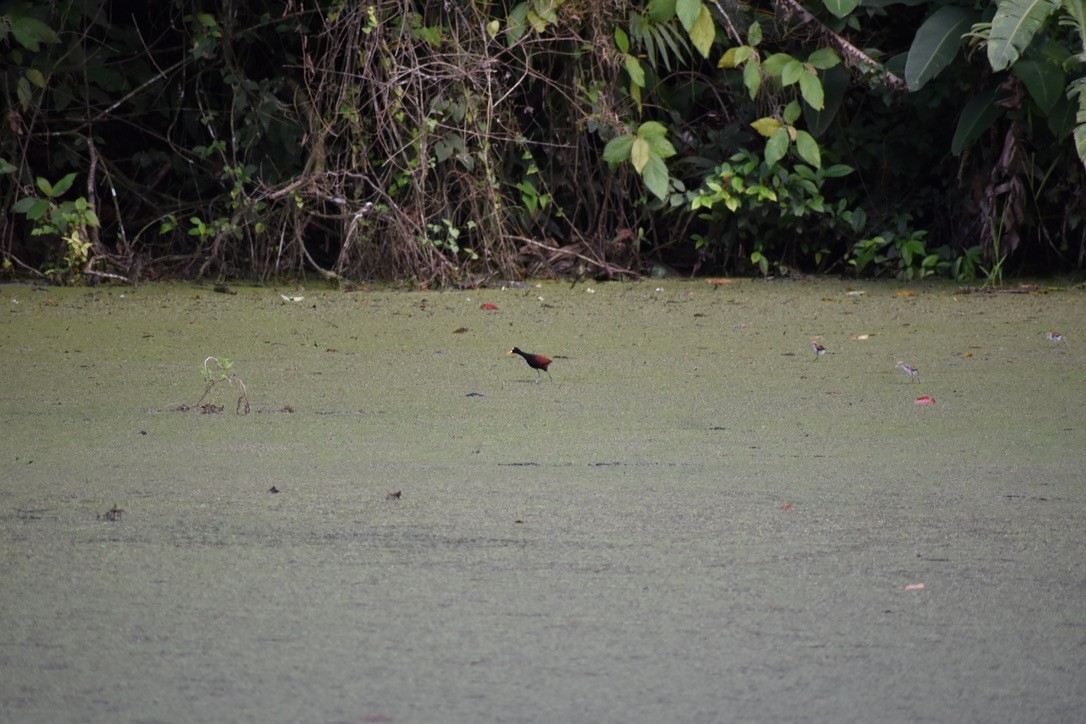 Northern Jacana - ML624038300