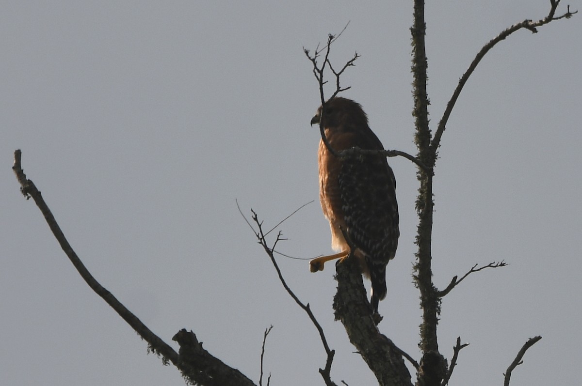 Red-shouldered Hawk - ML624038301