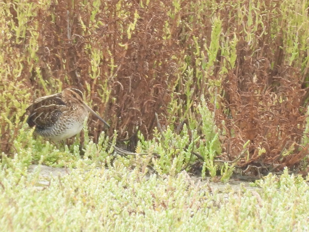 Wilson's Snipe - ML624038302