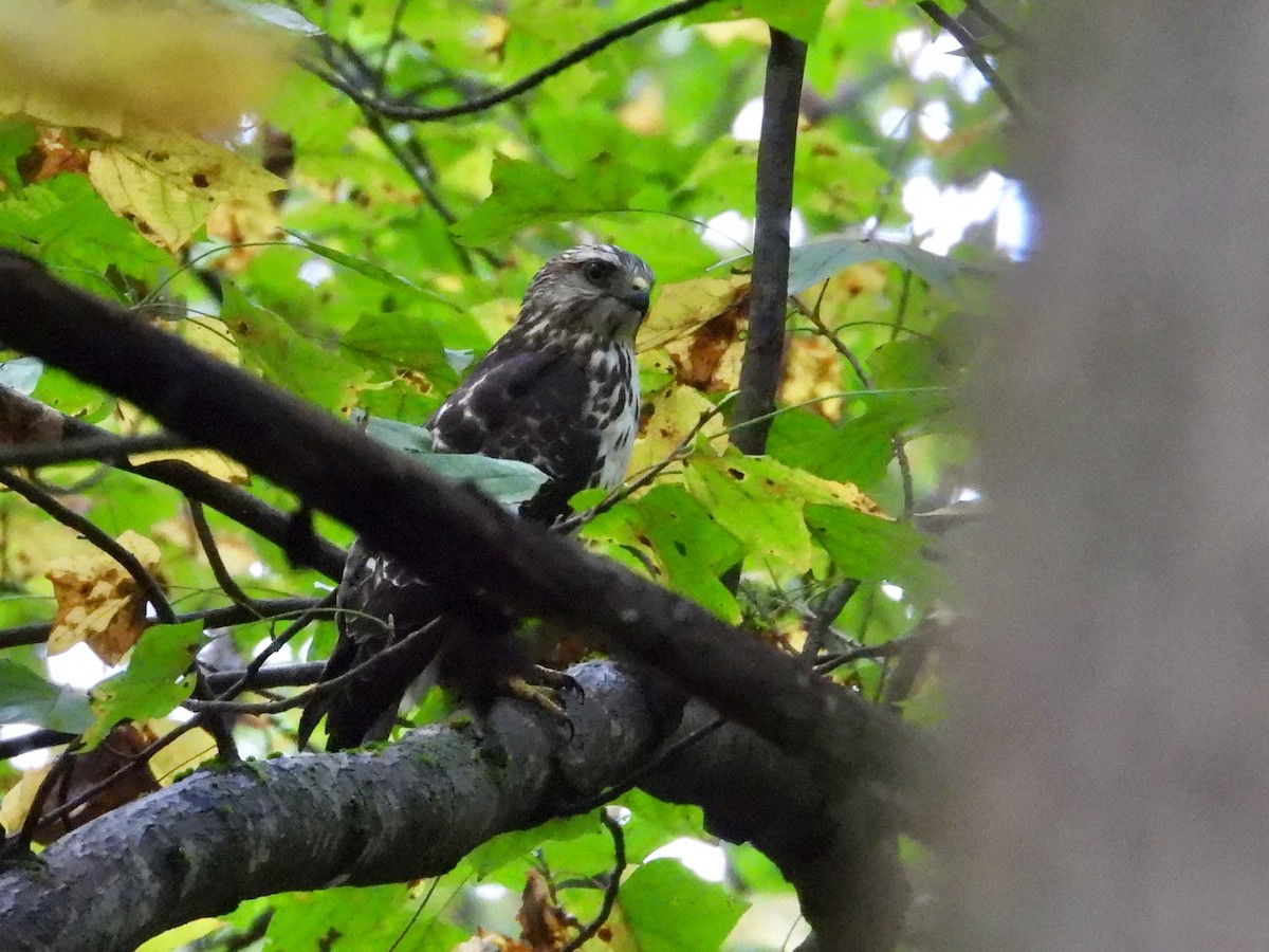 Broad-winged Hawk - ML624038305