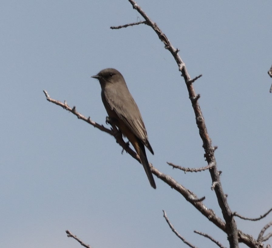 Say's Phoebe - ML624038307