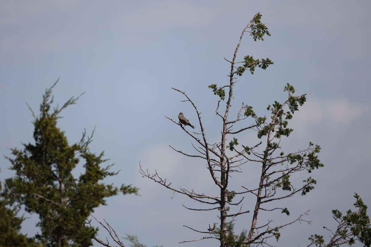 Say's Phoebe - ML624038308