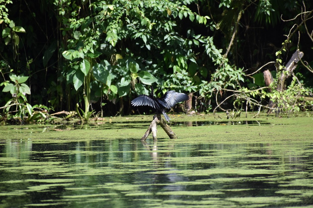 Anhinga - ML624038322