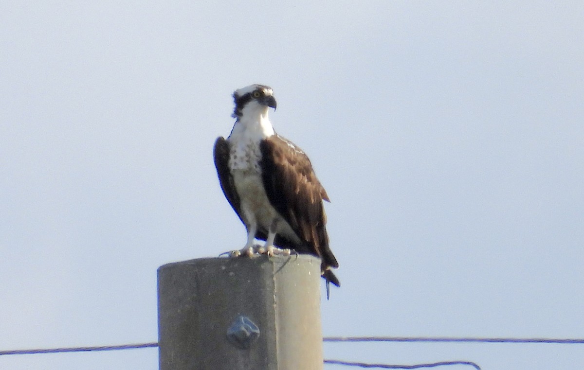 Osprey - ML624038329