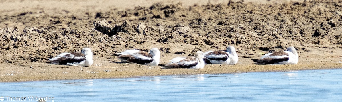 American Avocet - ML624038330