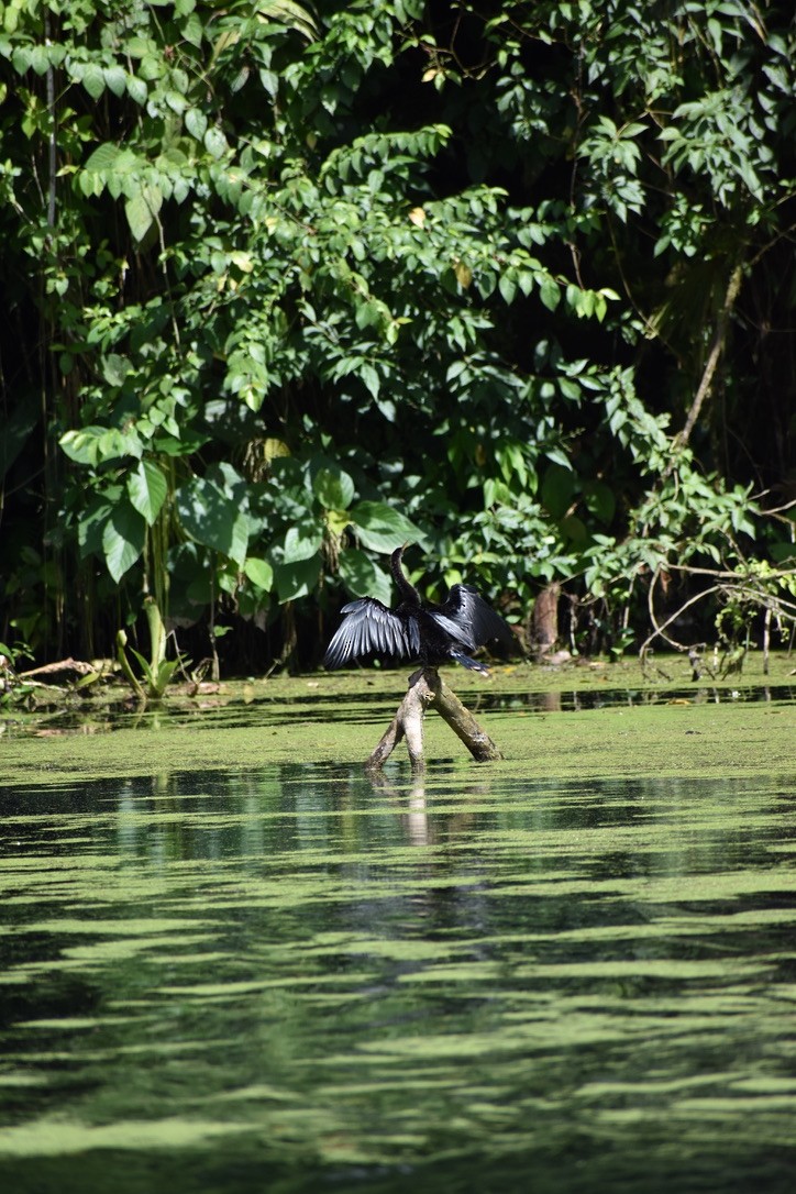 Anhinga - ML624038331