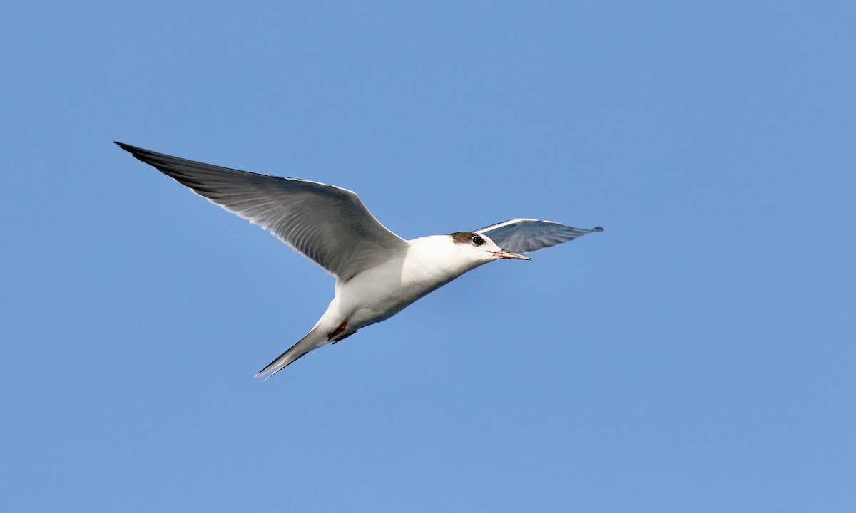 Common Tern - Aaron Boone