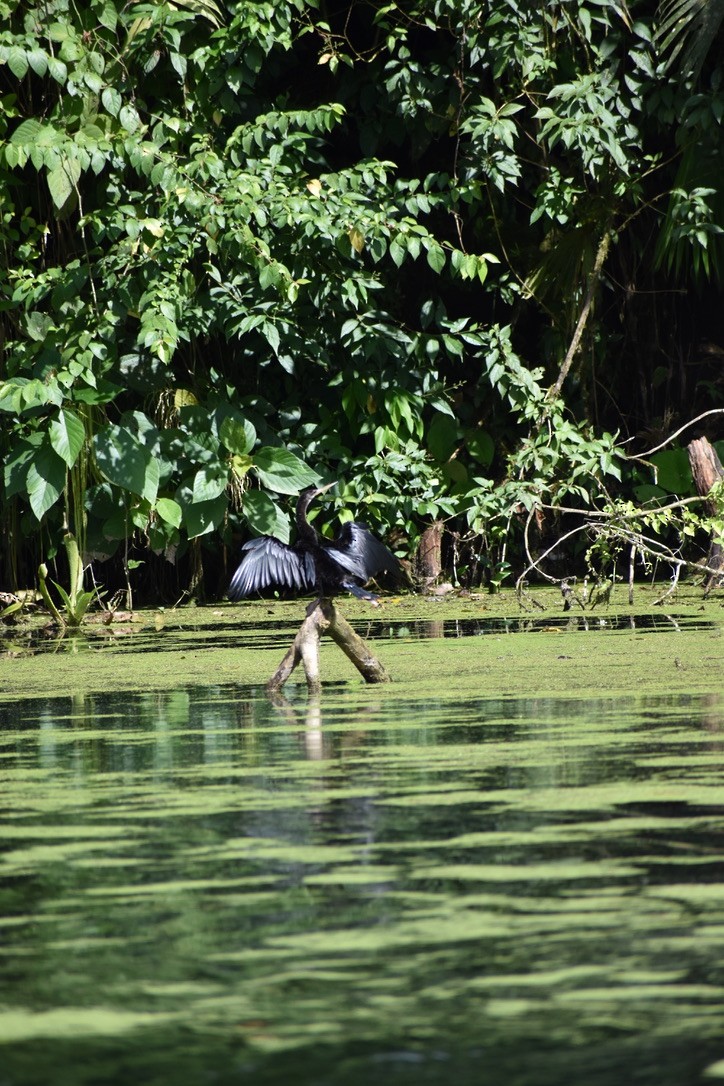 Anhinga - ML624038335