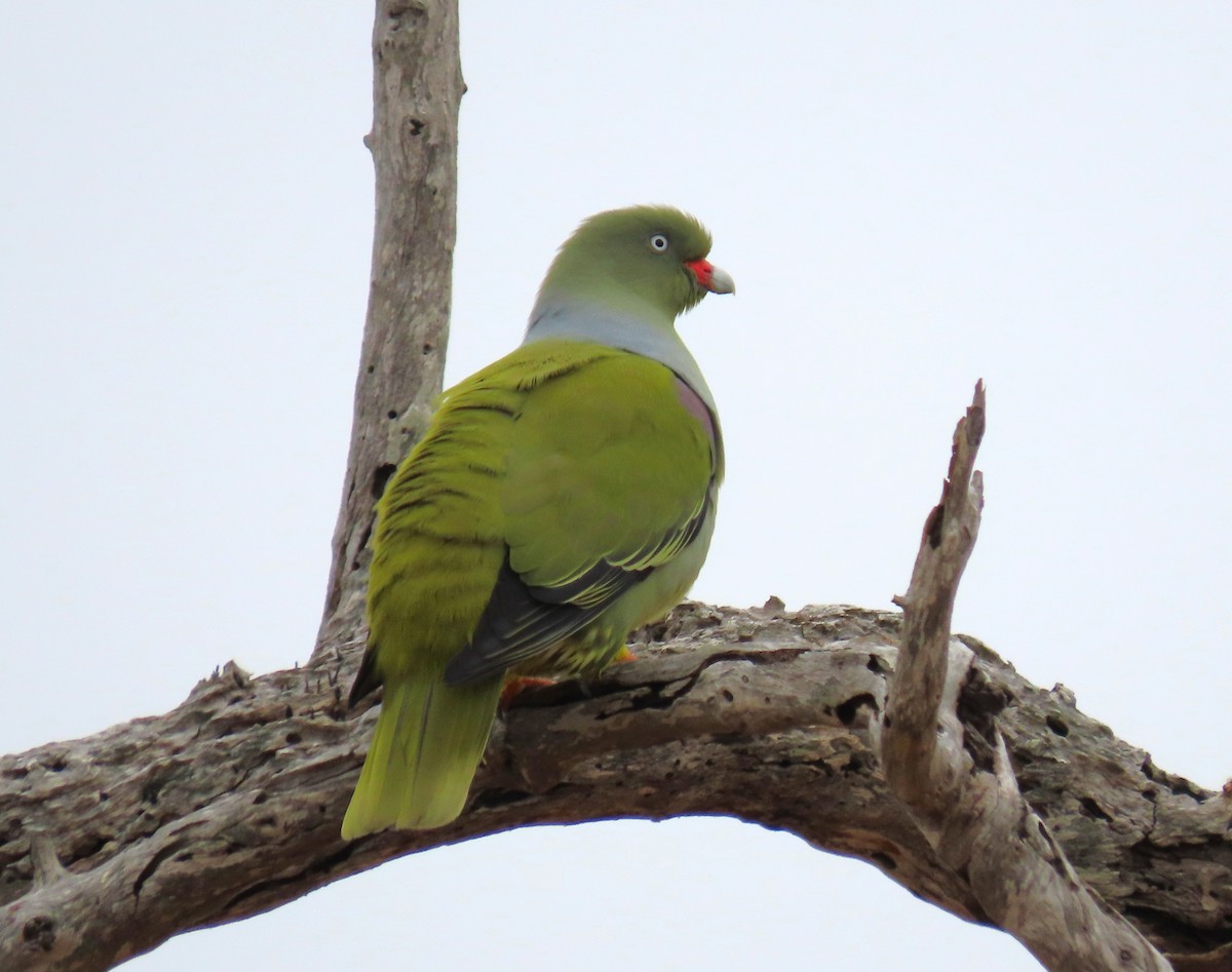 African Green-Pigeon - ML624038348