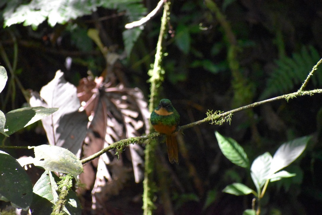 Rufous-tailed Jacamar - ML624038349