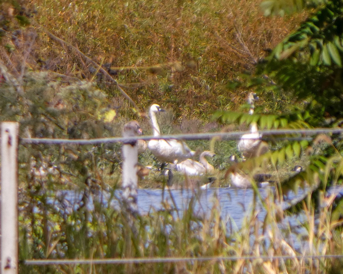 Cygne trompette - ML624038351