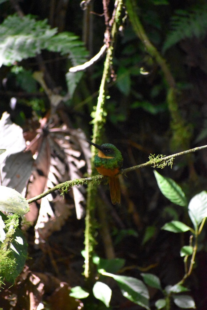 Rufous-tailed Jacamar - ML624038354