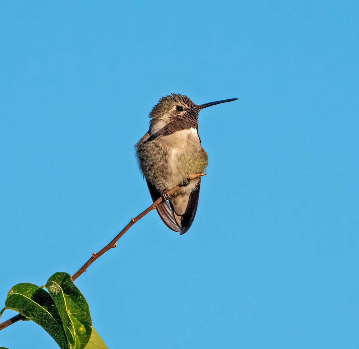 Costa's Hummingbird - ML624038362