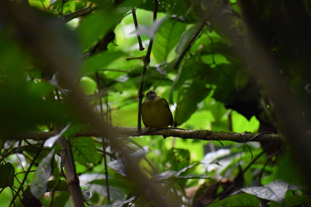 White-collared Manakin - Alex Freeman