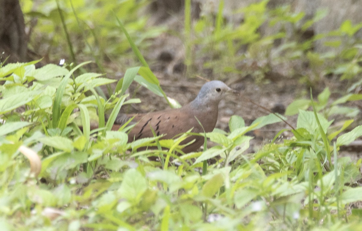 Ruddy Ground Dove - ML624038424