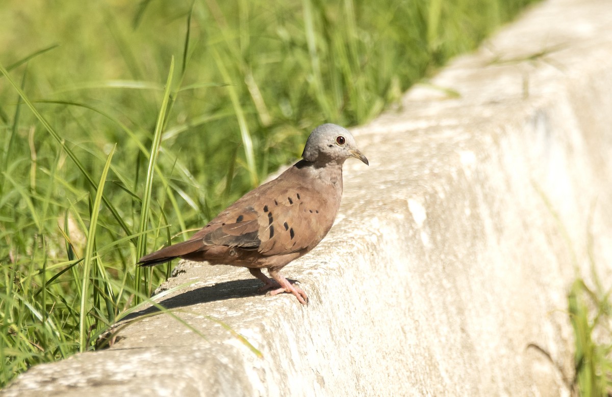 Ruddy Ground Dove - ML624038425