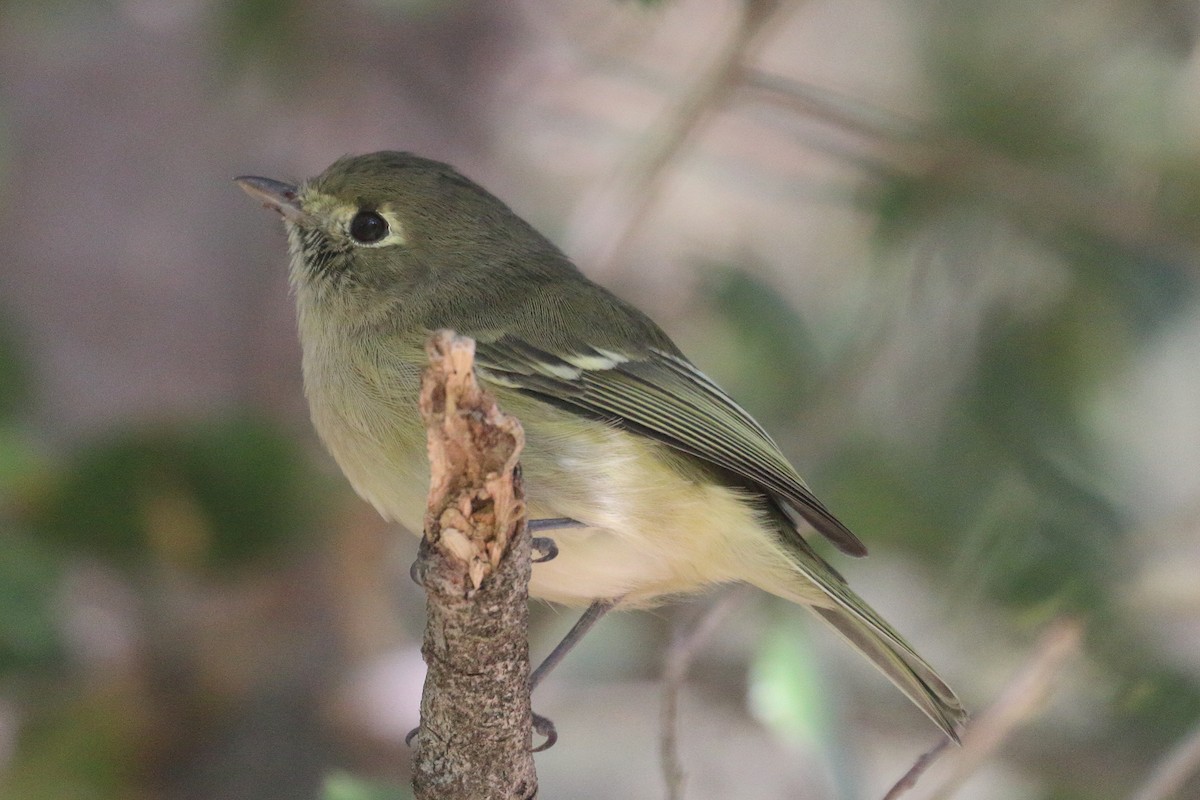 eikevireo - ML624038427