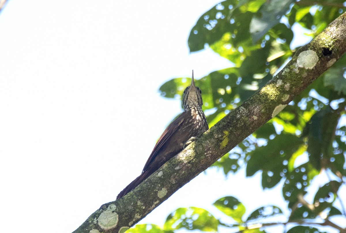 Straight-billed Woodcreeper - ML624038438