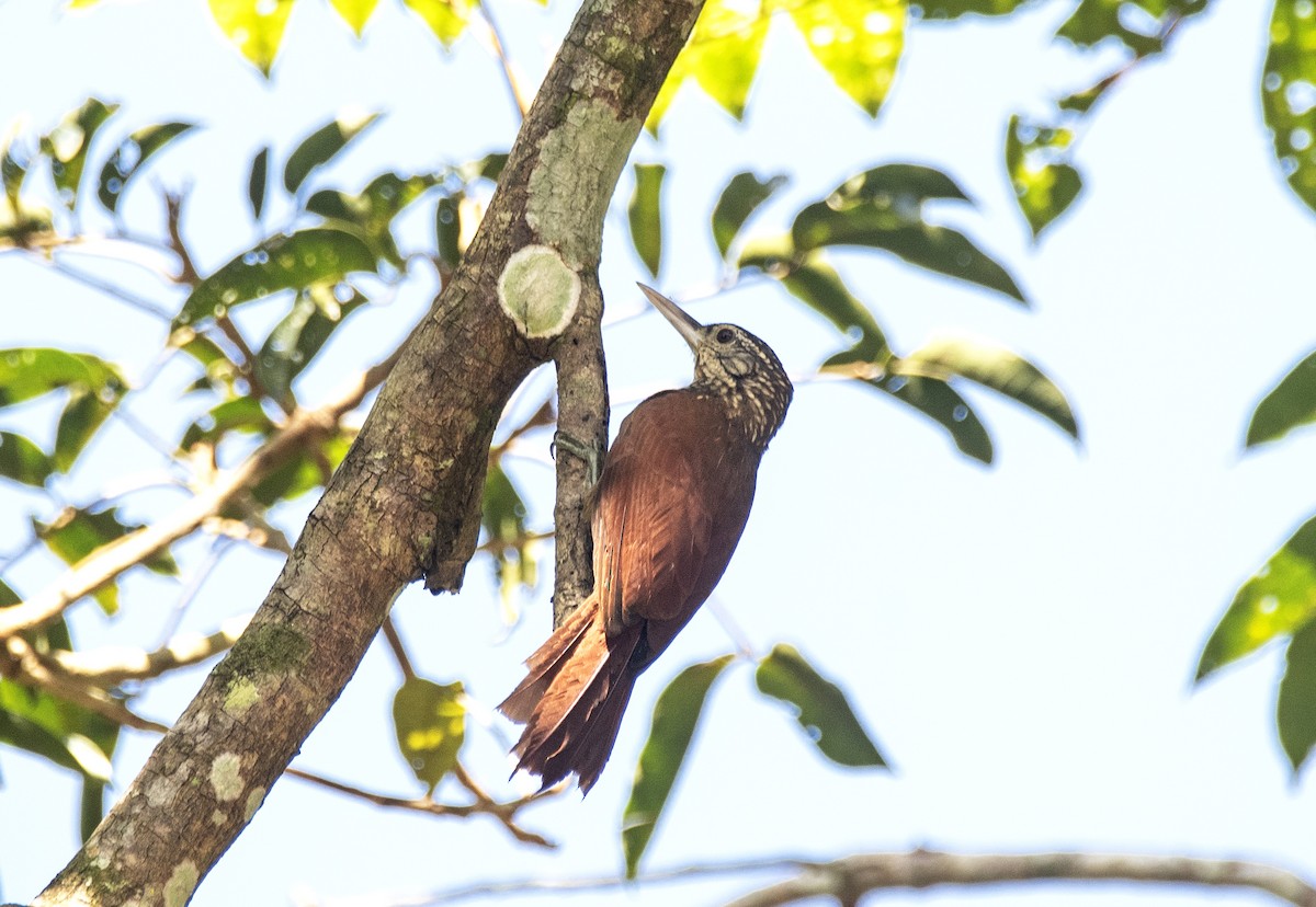 Straight-billed Woodcreeper - ML624038439