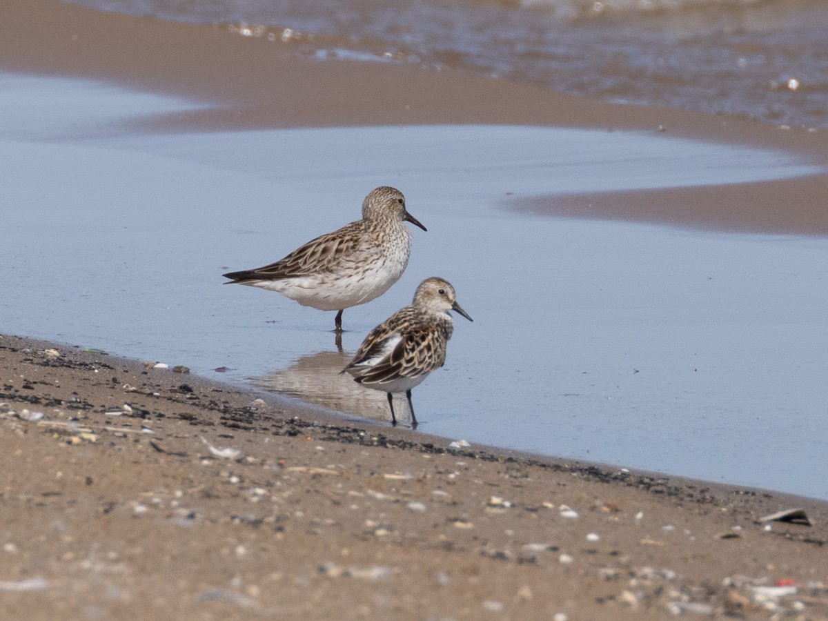 White-rumped Sandpiper - ML624038443