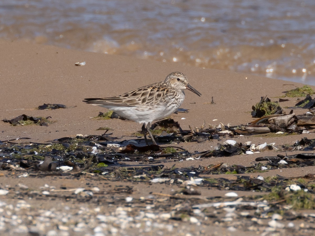 White-rumped Sandpiper - ML624038444