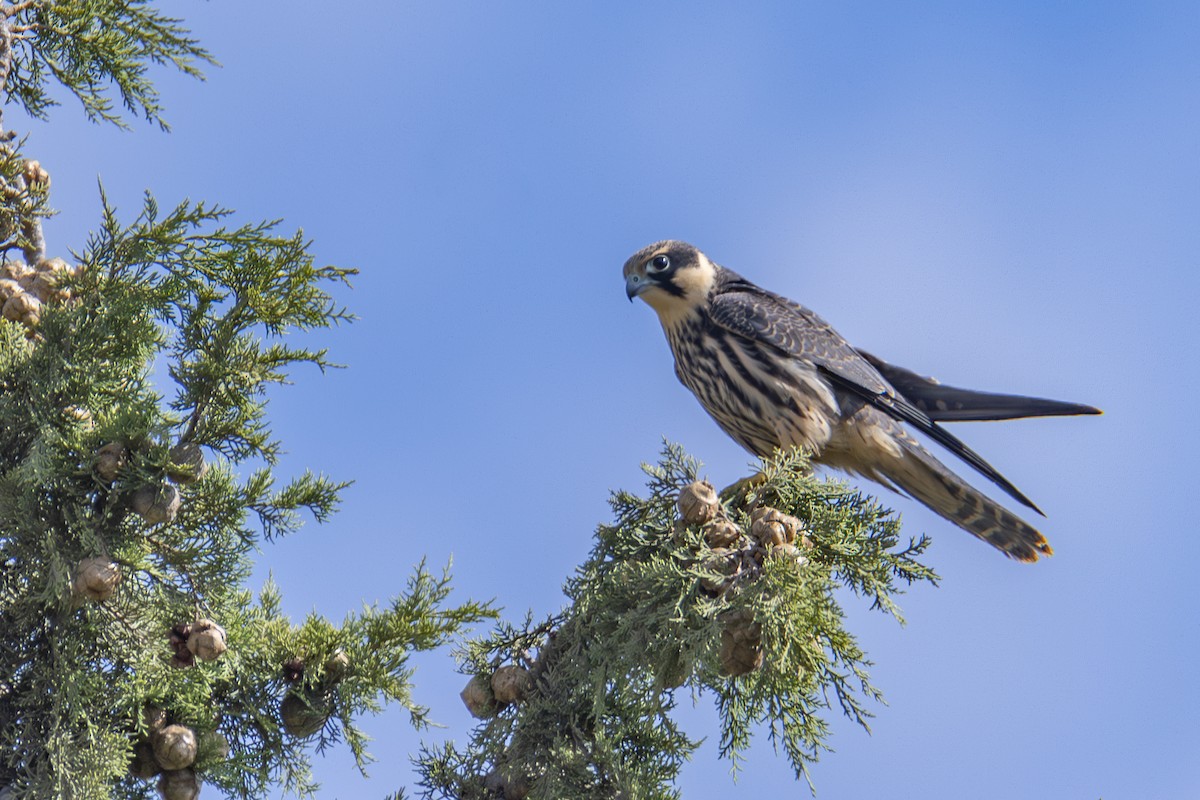 燕隼 - ML624038452