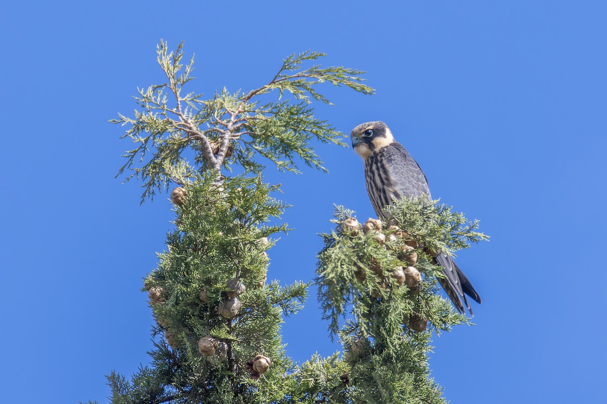 燕隼 - ML624038454