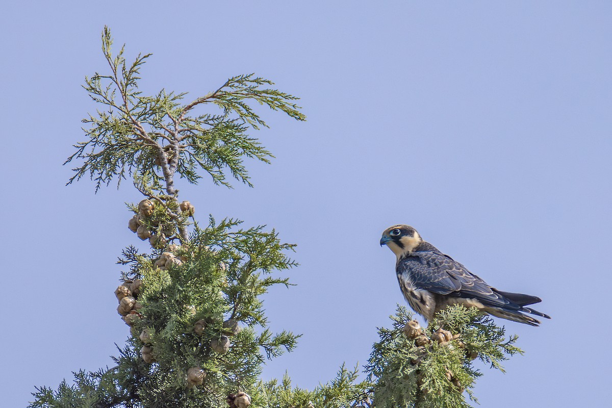 燕隼 - ML624038455