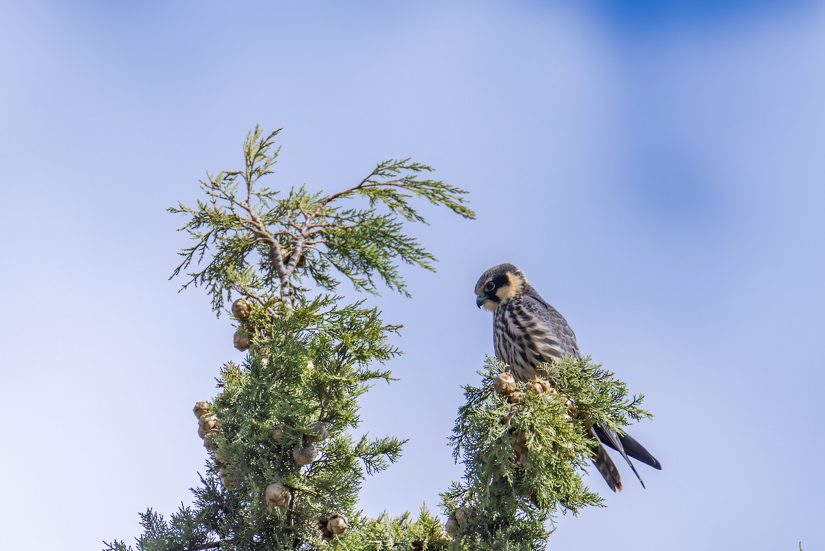 燕隼 - ML624038456