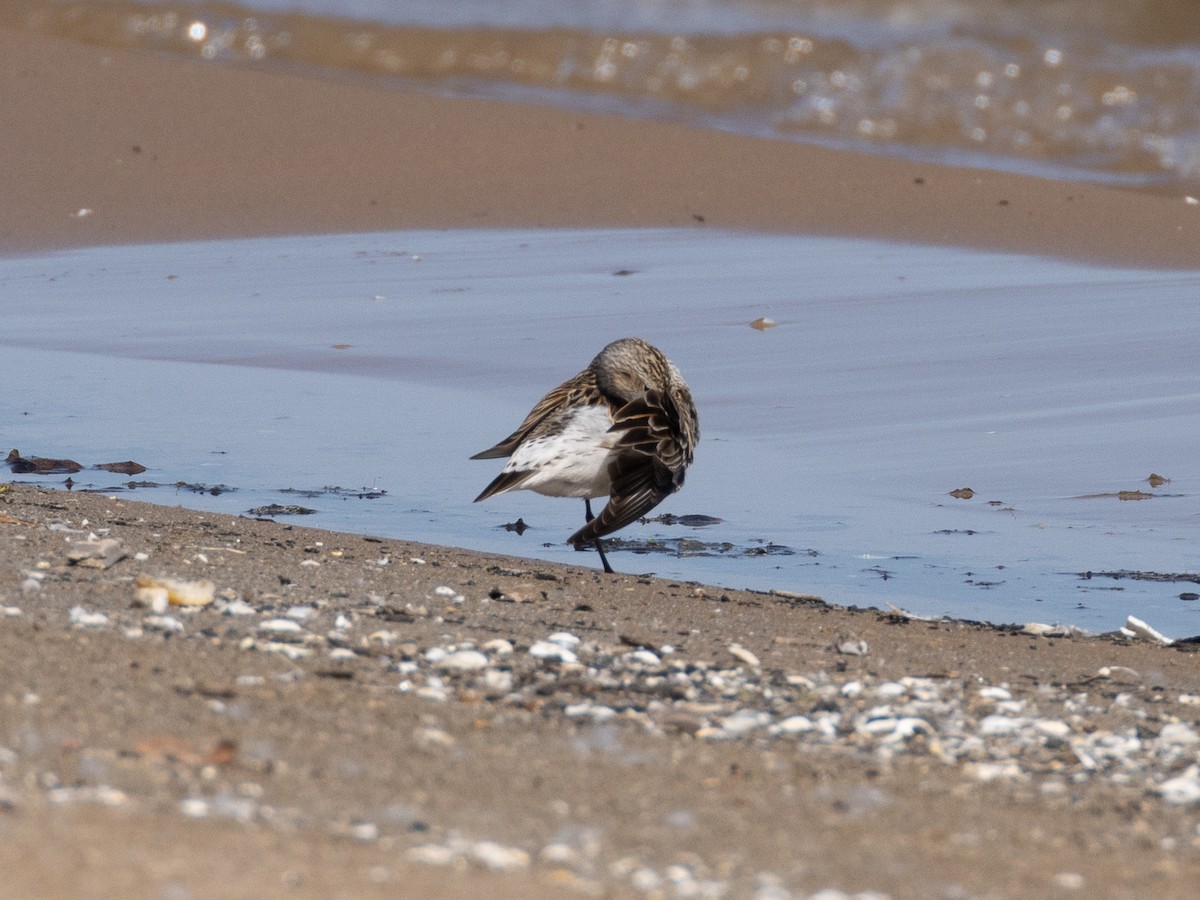 White-rumped Sandpiper - ML624038462