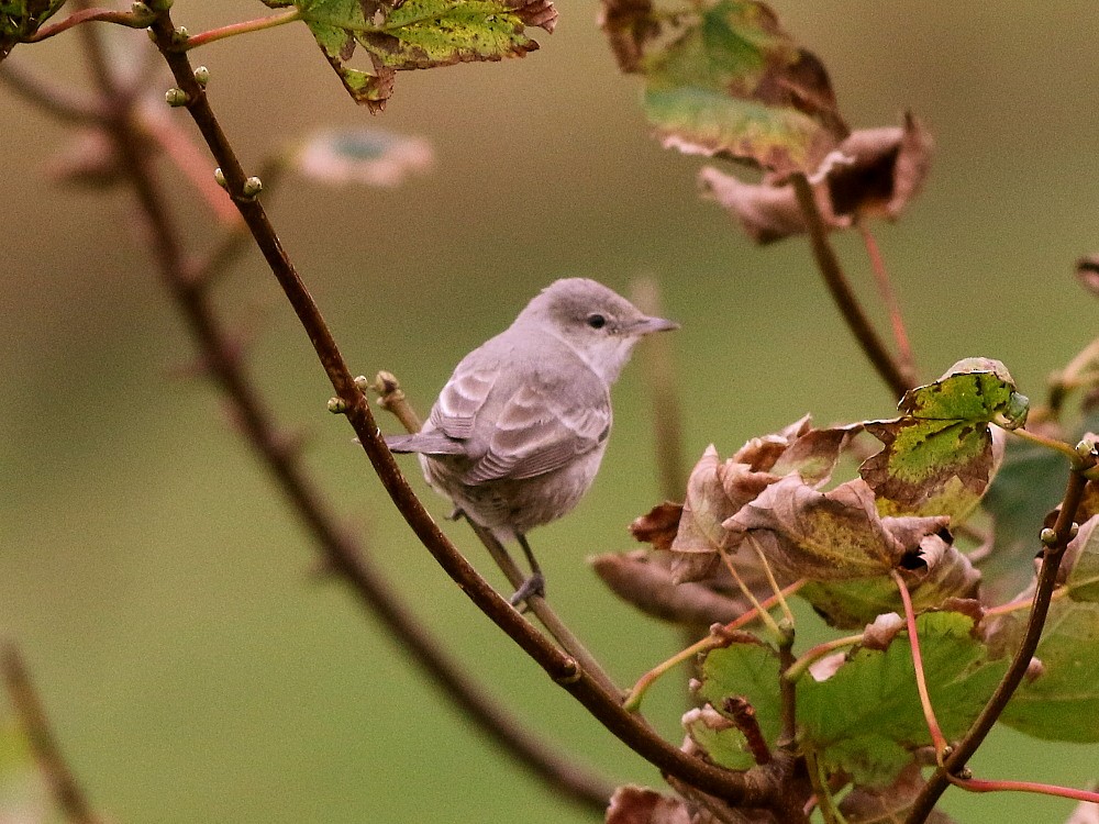 Barred Warbler - ML624038513