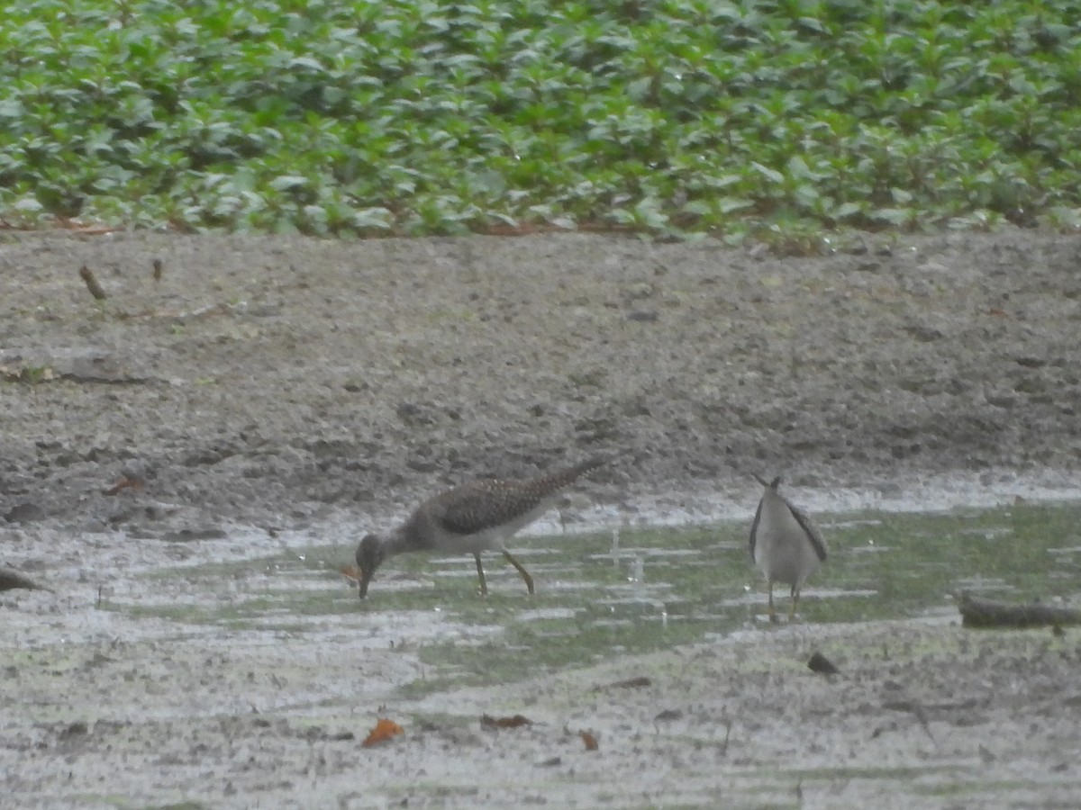 Lesser Yellowlegs - ML624038535