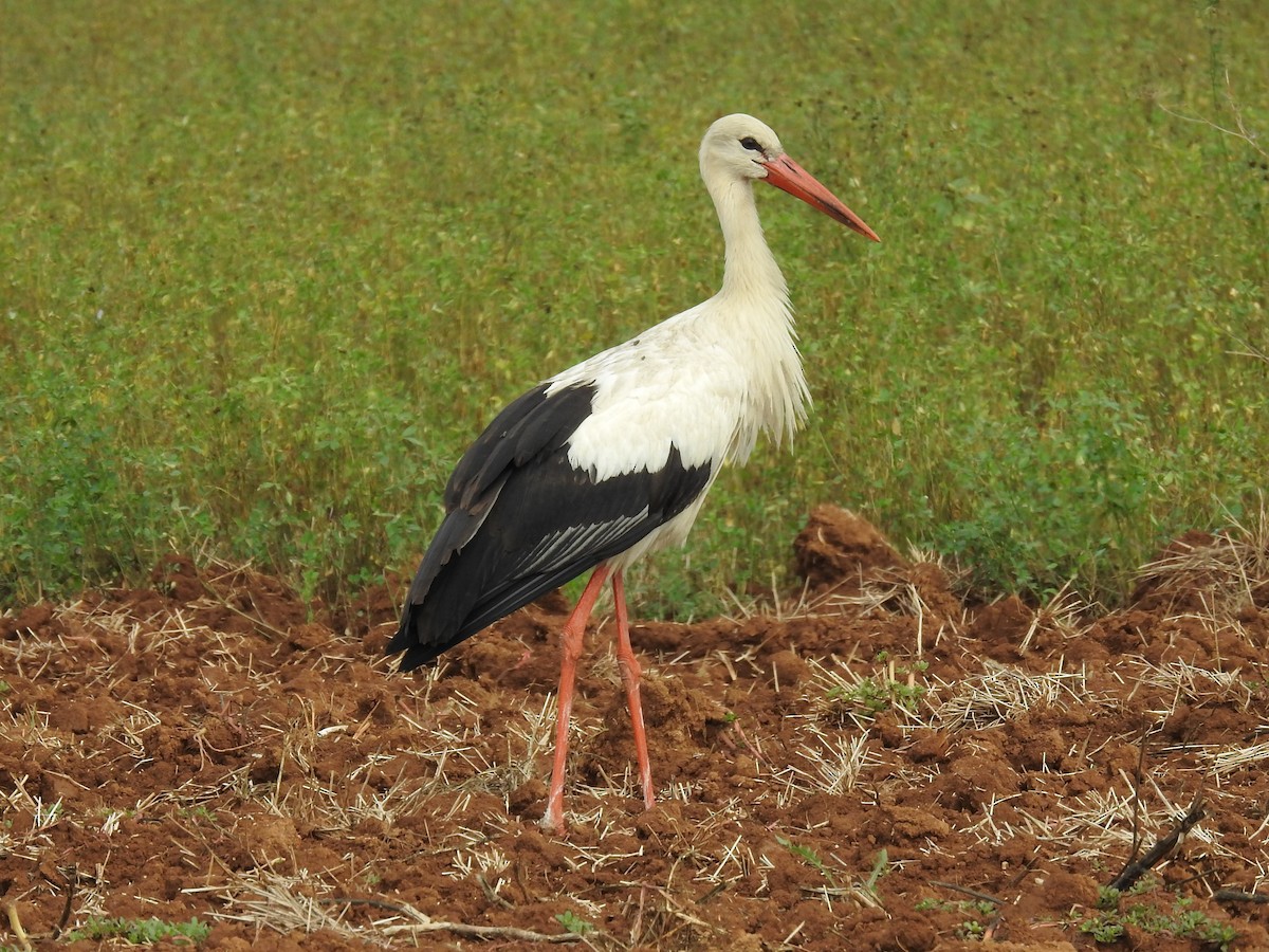 Cigogne blanche - ML624038554