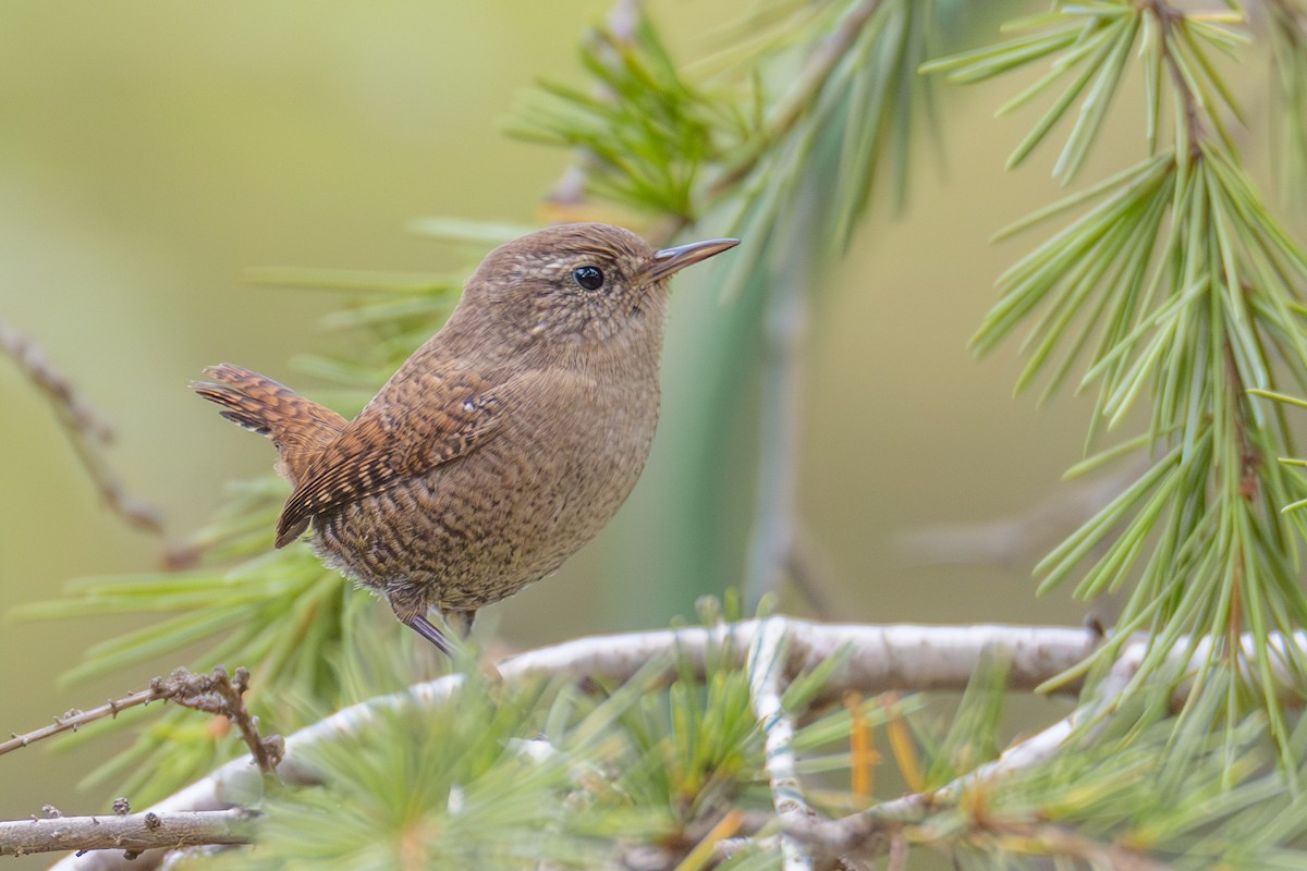 Eurasian Wren - ML624038565