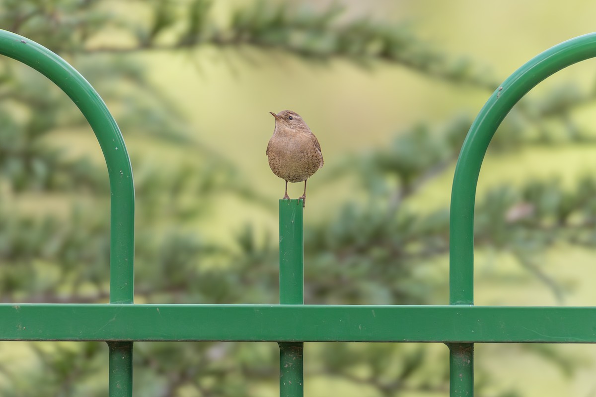 Eurasian Wren - ML624038566