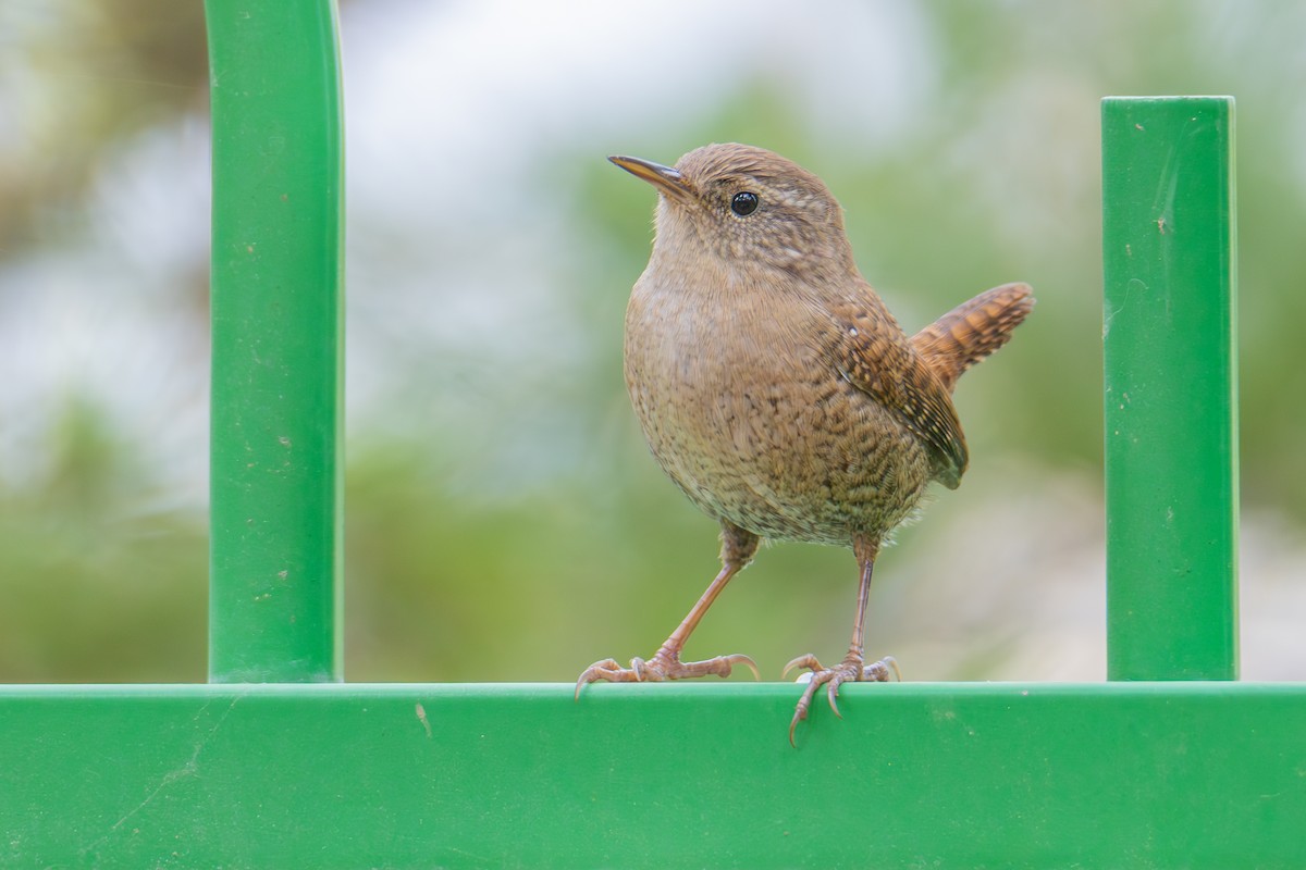 Eurasian Wren - ML624038567