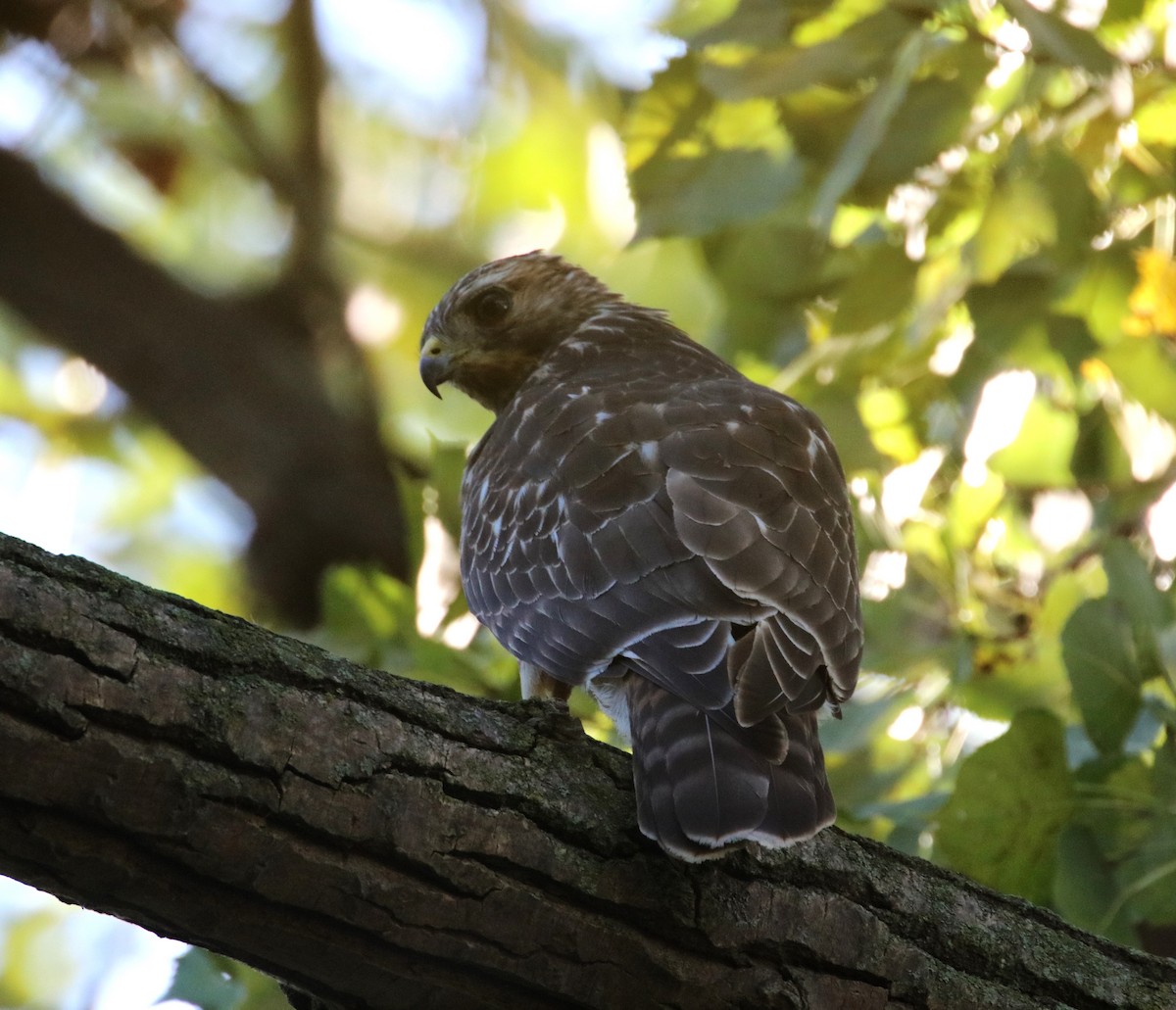 Red-shouldered Hawk - ML624038574